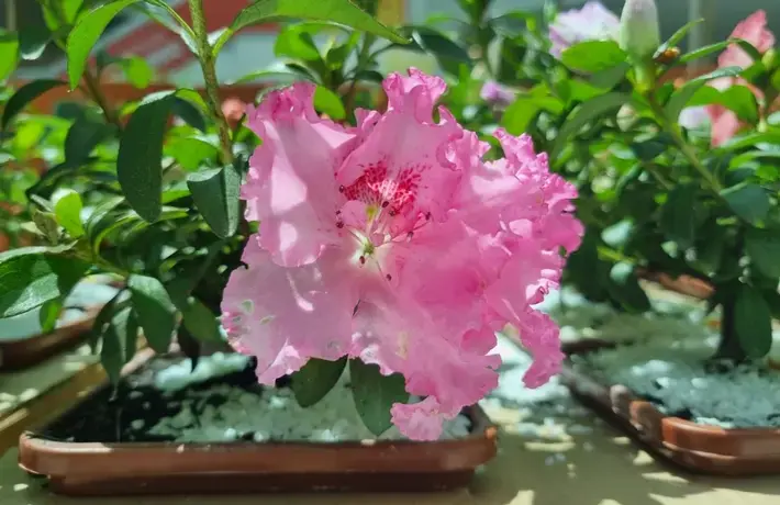 Primavera inicia no Shopping Bela Vista com Feira de Flores de Holambra 