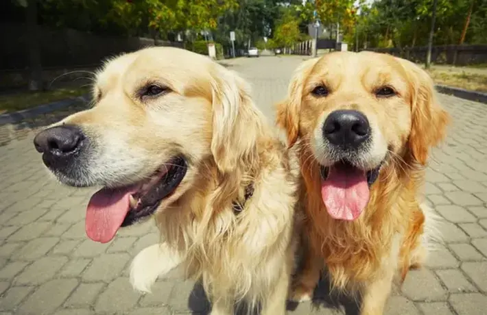 Shopping Bela Vista realiza encontro de Goldens Retriever neste sábado (14)