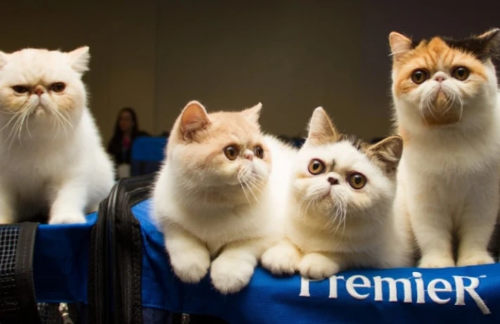 Mostra de Gatos reúne raças raras no Shopping Bela Vista no dia 7 de março