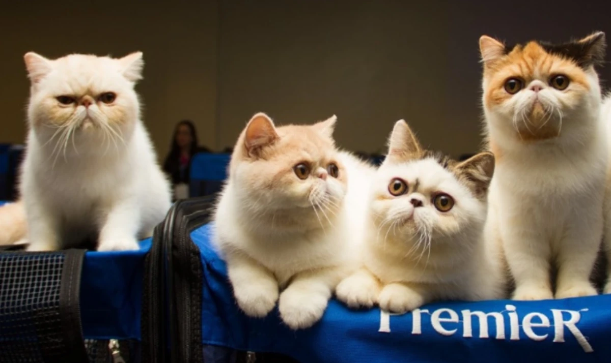 Mostra de Gatos reúne raças raras no Shopping Bela Vista no dia 7 de março